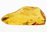 Detailed Fossil Daddy Long-Leg and Caddisfly in Baltic Amber #294359-1